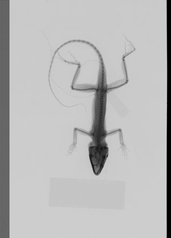 Media type: image;   Herpetology R-189277
